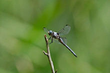 Lateral View Of A Female Blue Dasher Dragonfly Resting On A Branch