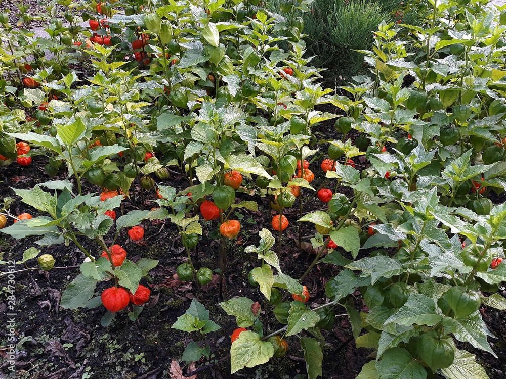 cadmium plant Greenovia dodrentalis Mountain Rose [Dormant in Summer] main image 1