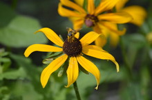 Bee On A Black Eyed Susan Flower