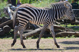 Fototapeta  - A baby zebra in the outdoors