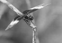 Black And White Widow Skimmer On A Leaf Grass