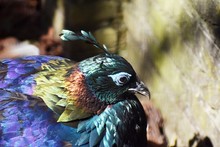 The Himalayan Monal (Lophophorus Impejanus), Also Known As The Impeyan Monal And Impeyan Pheasant, Is A Bird In The Pheasant Family, Phasianidae.