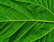 Green Leaf Background Close-up. Green Leaf Texture For Background.
