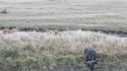 Wall Mural - two lions stalking an african buffalo in masai mara national reserve in kenya