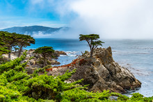 Lonely Cypress Tree In Monterey, Pebble Beach,  CA