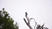 Lone Acorn Woodpecker Perched High On Tree Is Grooming And Cleaning His Feathers.