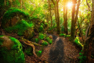 beautiful path in lush tropical rainforest jungle in tasman peninsula, tasmania, australia. the anci