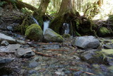 Fototapeta Desenie - Opal Creek Trail Flowing Water Hiking in Oregon