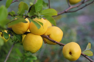 Wall Mural - Ripe yellow quince fruit grows on a quince tree with