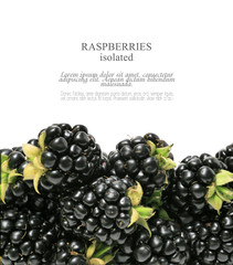 Wall Mural - Blackberry isolated on a white background. Food concept. Element for design.