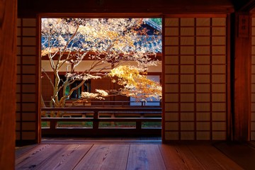 scenic view of a colorful maple tree in the courtyard garden behind the sliding screen doors ( shoji