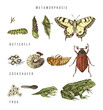Metamorphosis of the swallowtail, cockchafer and frog