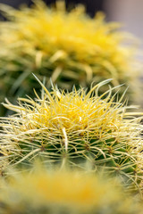 Wall Mural - yellow cactus plants during flowering showing buds and thorns