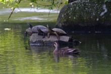Duck And Turtles In Pond