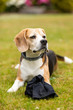 © Nicole Lienemann - sweet tricolor  beagle dog playing