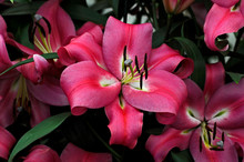 Close Up Of The Flowering Lilium 'Robina' In A Flower Border