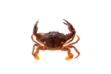 Wall Mural - Crab isolated on white background.