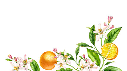 Orange fruit branch bottom corner composition. Realistic botanical watercolor illustration with citrus tree and flowers, hand drawn isolated floral design on white.