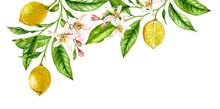 Lemon Fruit Branch Top Corner Composition. Realistic Botanical Watercolor Illustration With Citrus Tree And Flowers, Hand Drawn Isolated Floral Design On White