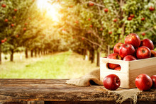 Fresh Red Apples On Wooden Board And Blurred Background Of Trees. Autumn Time 