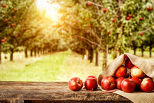 Fresh Red Apples On Wooden Board And Blurred Background Of Trees. Autumn Time 