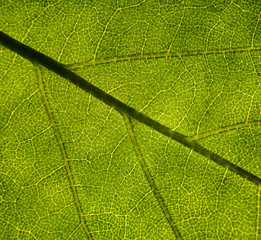 Background image of a leaf of a tree close up