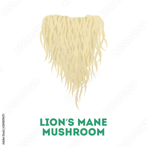 Cuadros en Lienzo Lion's mane mushroom. Healthy natural fungus. Botany