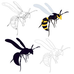 Wall Mural - isolated, wasp, bee, on a white background, with sketch and silhouette