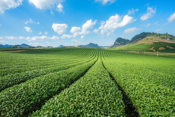 Tea plantation landscape on clear day. Tea farm with blue sky and white clouds.