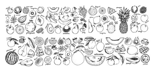 hand drawn vector illustration - collection of tropical and exotic fruits. healthy food elements. ap