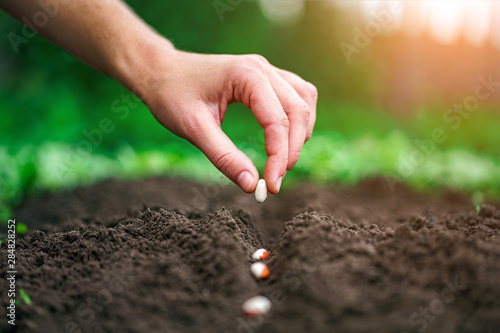 Fotografía Hand planting beans seed in the vegetable garden