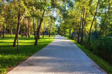 Wall Mural - Green city park in sunny summer day