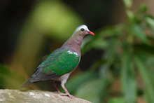 Common Emerald Dove In The Forest
