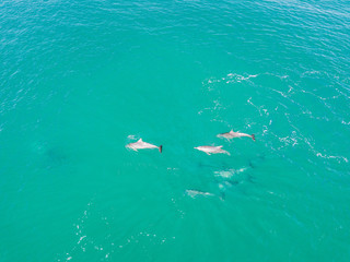 Wall Mural - A pod of dolphins playing in the water 