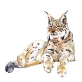Watercolor single lynx animal isolated on a white background illustration.