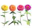 Beautiful colorful zinnia elegans flowers in bloom on white background