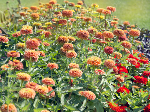 Beautiful colorful zinnia elegans flowers in bloom