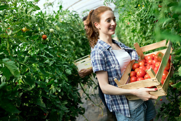 Young smiling agriculture woman worker working, harvesting tomatoes in greenhouse.