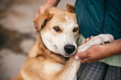 © sonyachny - Hand caressing cute homeless dog with sweet looking eyes in summer park. Person hugging adorable yellow dog with funny cute emotions. Adoption concept.