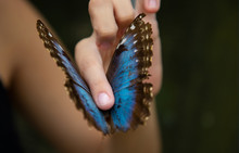 Close Up From Morpho Butterfly In Costa Rica