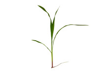 Long Blades Of Green Grass Isolated On White Background. Spring Or Summer Plant Lawn. Photo Realistic Grass On White Clipping Path.