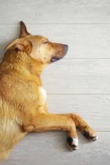 Red dog sleeping on gray floor, top view