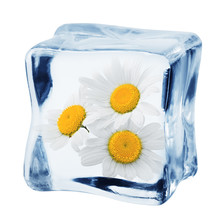 Chamomile In Ice Cube, Isolated On White Background, Clipping Path, Full Depth Of Field