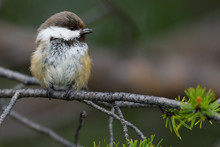 Siberian Or Boreal Tit Or Grey-capped Chickadee, Parus Or Poecile Cinctus,  Boreal Taiga Forests, Ovre Pasvik National Park, Norway