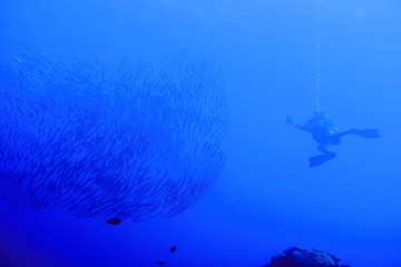 Wall Mural - 沖縄宮古島の海中のカマスの大群とダイバー