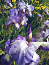 Blue Flowers In The Garden