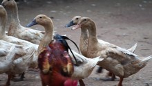 Many Ducks Are Looking For Food In An Orderly Way Footage Slow Motion