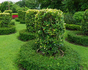 Wall Mural - tree arrangement in the garden,Landscaping in the garden area