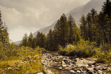Summer Coniferous Forest Along The Banks Of A Mountain River. Stone Bottom Of A Shallow River. Round Stones Above The Edge Of Clear Water. Spruce Near Mountains Foothills. Nature Of Altai. Toned Photo