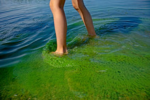 Child Feet And Bright Green Water. Waterbodies Pollution By Blooming Blue-green Algae (Cyanobacteria) Is World Environmental Problem. Ecology Concept Of Polluted Nature.